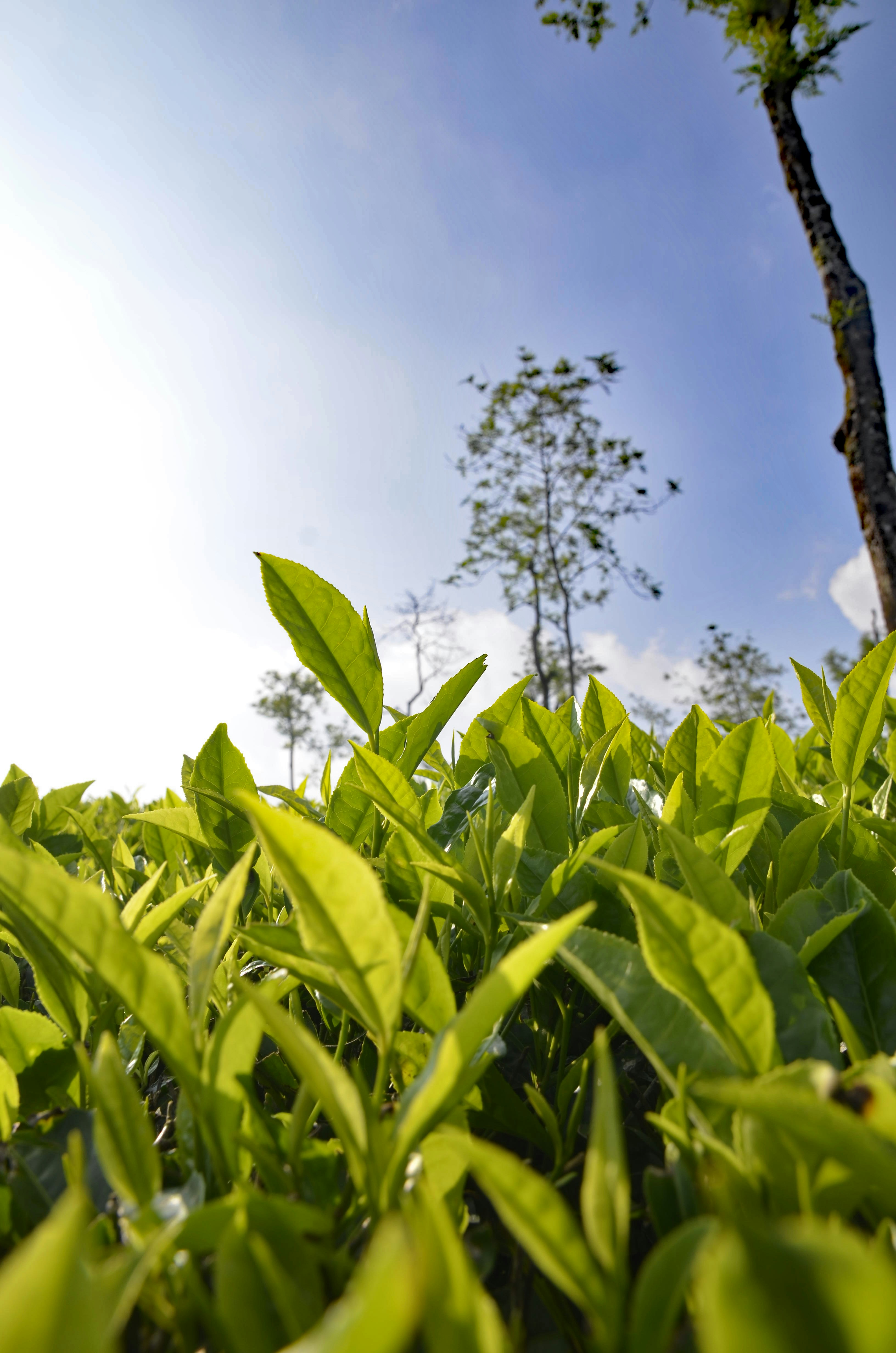 tea-leaf
